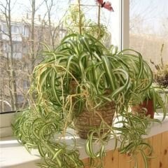 Kurdele Çiçeği - Chlorophytum Comosum