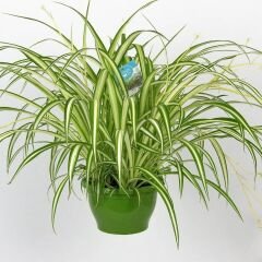 Kurdele Çiçeği - Chlorophytum Comosum