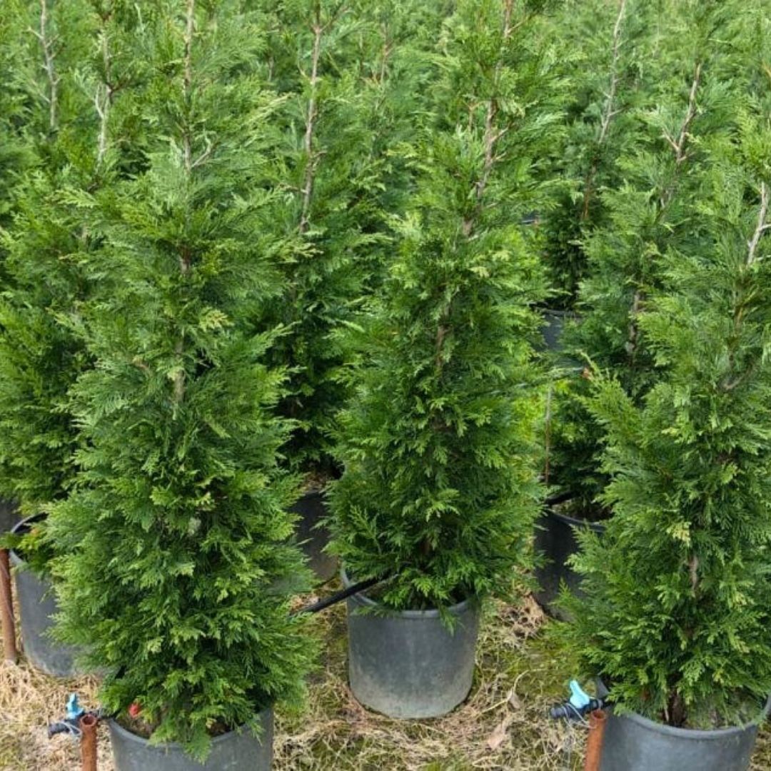 Cupressocyparis Leylandii - Leylandi Fidanı