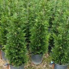 Cupressocyparis Leylandii - Leylandi Fidanı