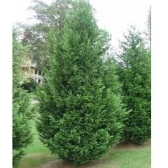 Cupressocyparis Leylandii - Leylandi Fidanı