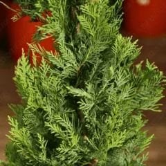 Cupressocyparis Leylandii - Leylandi Fidanı