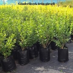 Ligustrum japonicum - Lüksdürüm - Japon kurtbağrı