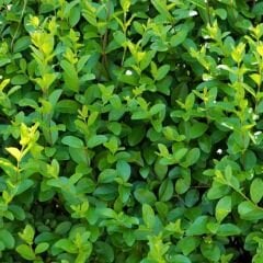 Ligustrum japonicum - Lüksdürüm - Japon kurtbağrı