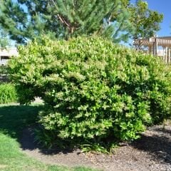 Ligustrum japonicum - Lüksdürüm - Japon kurtbağrı