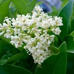 Ligustrum japonicum - Lüksdürüm - Japon kurtbağrı