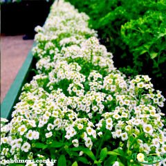 Alisyum Beyaz Sepet Tohumu – Ballıca – Alyssum - Kraliyet Halısı