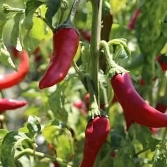 Arnavut Biber Tohumu - Yediveren