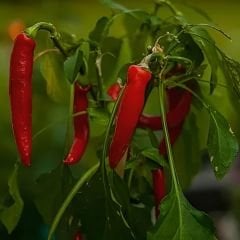 Arnavut Biber Tohumu - Yediveren