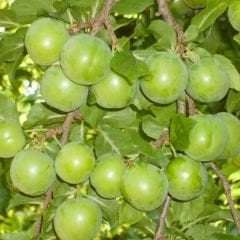 Papaz Eriği Fidanı – Aşılı – 2 Yaş Tüplü