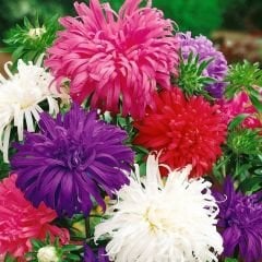﻿Aster Margarit Papatya Tavuskuşu Yıldız Çiçek Tohumu