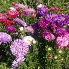 ﻿Aster Margarit Papatya Tavuskuşu Yıldız Çiçek Tohumu