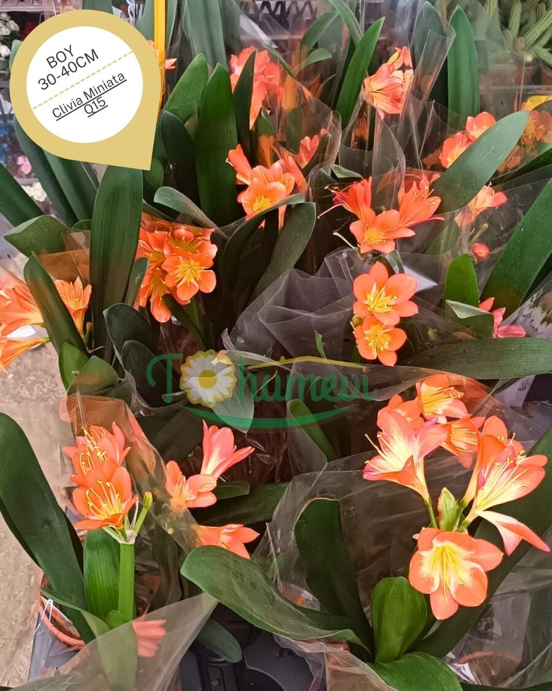 Clivia Miniata (Klivya Çiçeği) – Q15 Saksıda - İthal
