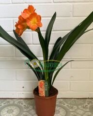 Clivia Miniata (Klivya Çiçeği) – Q15 Saksıda - İthal