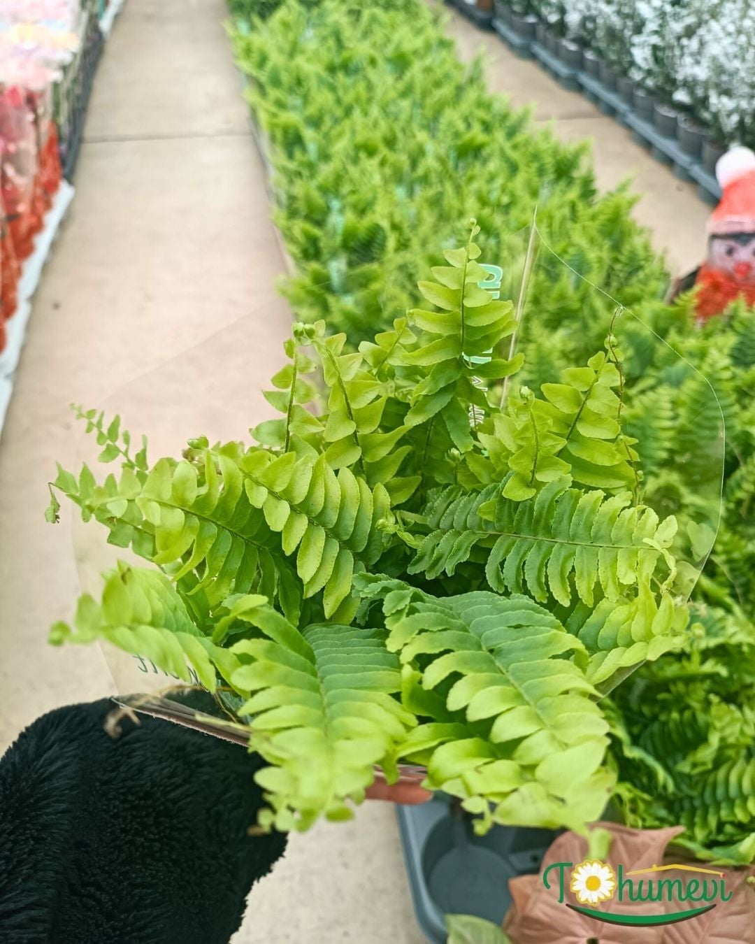 Aşk Merdiveni - Fujer Çiçeği - 14 lük Saksıda