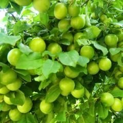 Can Eriği Fidanı – Aşılı – 2 Yaş Tüplü