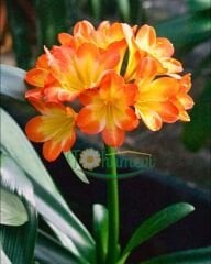 Clivia Miniata (Klivya Çiçeği) – Q15 Saksıda - İthal