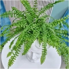 ﻿Aşk Merdiveni - Fujer Çiçeği - 14 lük Saksıda