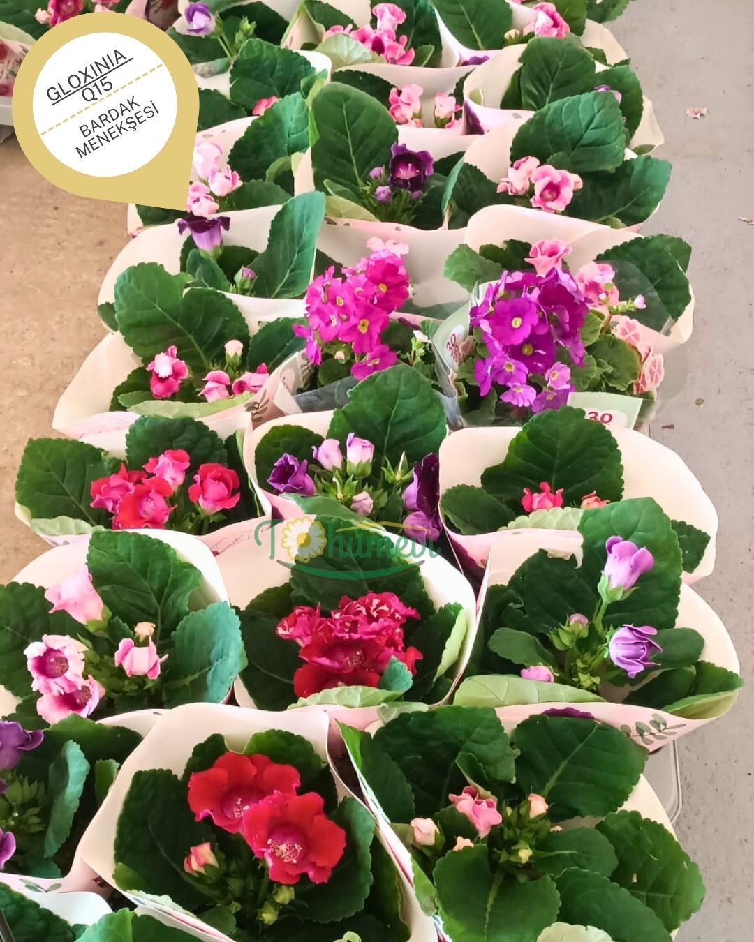 Gloxinia (Bardak Menekşesi) – Q15 Saksıda - İthal