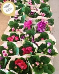 Gloxinia (Bardak Menekşesi) – Q15 Saksıda - İthal