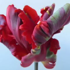 Rococo Parrot Lale Soğanı - Tulipa