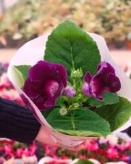 Gloxinia (Bardak Menekşesi) – Q15 Saksıda - İthal
