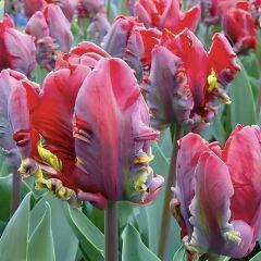 Rococo Parrot Lale Soğanı - Tulipa