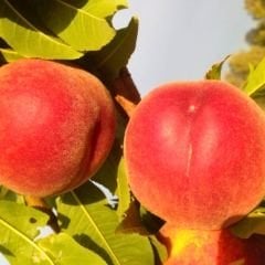 Şentürk Şeftali Fidanı – Aşılı – 2 Yaş Tüplü