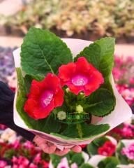 Gloxinia (Bardak Menekşesi) – Q15 Saksıda - İthal