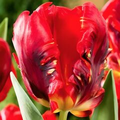 Rococo Parrot Lale Soğanı - Tulipa