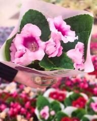 Gloxinia (Bardak Menekşesi) – Q15 Saksıda - İthal