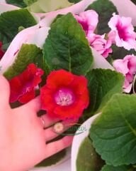 Gloxinia (Bardak Menekşesi) – Q15 Saksıda - İthal