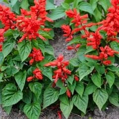 ﻿Ateş Çiçeği - Salvia Splendens - Kızıl Adaçayı Çiçek Tohumu