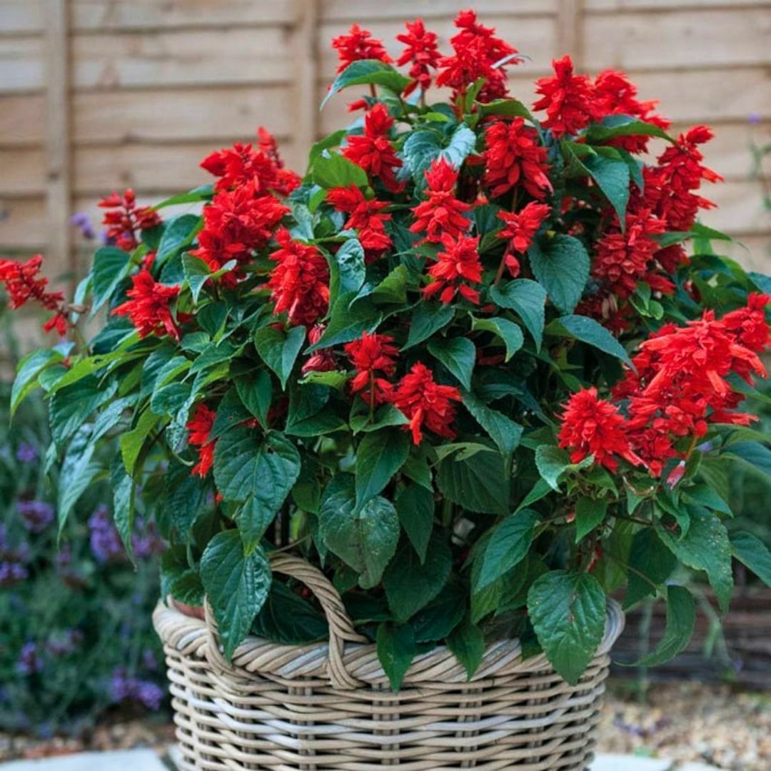 ﻿Ateş Çiçeği - Salvia Splendens - Kızıl Adaçayı Çiçek Tohumu
