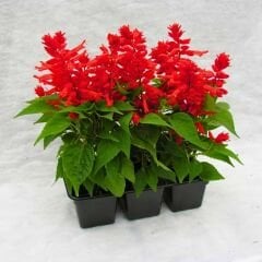 ﻿Ateş Çiçeği - Salvia Splendens - Kızıl Adaçayı Çiçek Tohumu