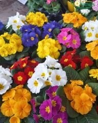 Primula Acaulis (Çuha Çiçeği) – Saksılı (1 KASA /20 adet)
