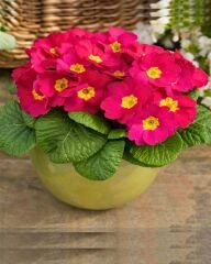 Primula Acaulis (Çuha Çiçeği) – Saksılı (1 KASA /20 adet)