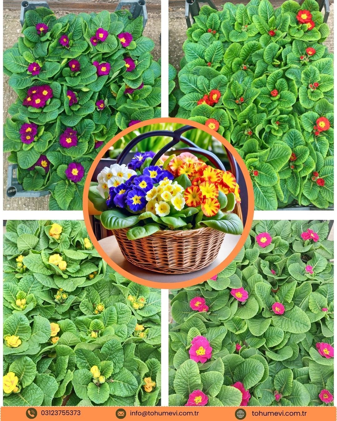 Primula Acaulis (Çuha Çiçeği) – Saksılı (1 KASA /20 adet)