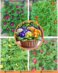 Primula Acaulis (Çuha Çiçeği) – Saksılı (1 KASA /20 adet)