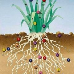 Genta Prestige Çiçekli Bitkiler Katı Bitki Besini