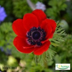 Anemon Çiçeği - Coronaria de Caen Kırmızı