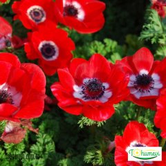 Anemon Çiçeği - Coronaria de Caen Kırmızı