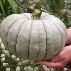 Balkabağı Tohumu - Casper Pumpkin