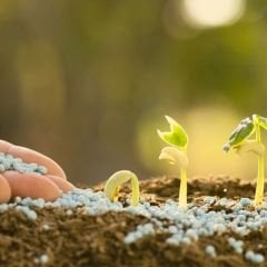 Genta Prestige Genel Kullanım Katı Bitki Besini