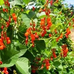 Genta Prestige Genel Kullanım Katı Bitki Besini