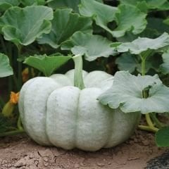Balkabağı Tohumu - Casper Pumpkin