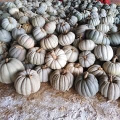 Balkabağı Tohumu - Casper Pumpkin