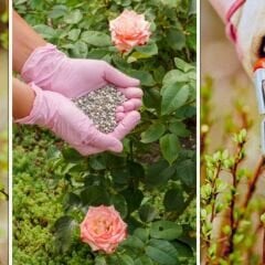 ﻿Genta Prestige Gül Katı Bitki Besini - Magnezyum Katkılı
