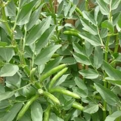 SAKIZ BAKLA TOHUMU – FAVA BEANS SEEDS