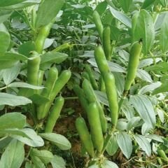 SAKIZ BAKLA TOHUMU – FAVA BEANS SEEDS